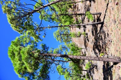 Green Pine Trees along Highway TF-38 250  