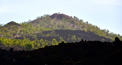 Trees on Lava Field in Corona Forest National Park, Tererife Spain 210