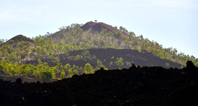 Trees on Lava Field in Corona Forest National Park, Tererife Spain 210  