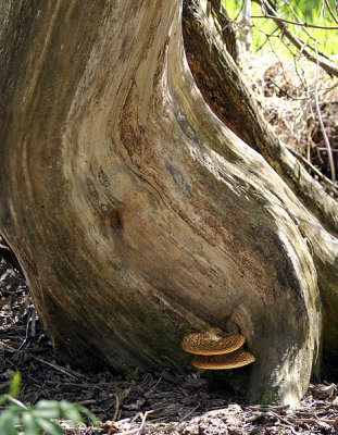 Sensuous Stump