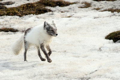 Polar Fox