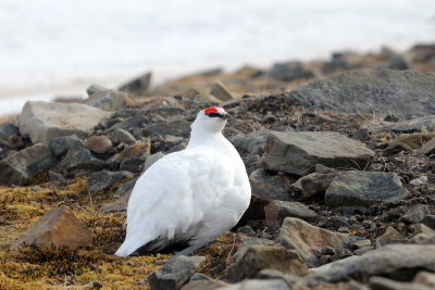 Svalbard Rock Ptarmigan