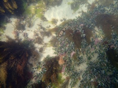 20211201_scuba_pt_lonsdale_pier