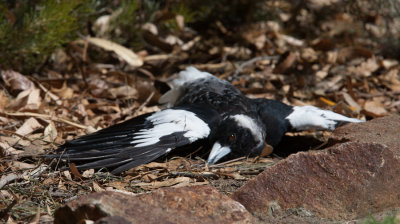 Australian Magpie  (Cracticus tibicen)