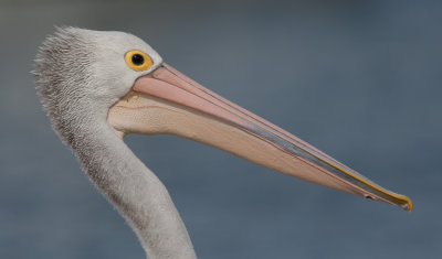 Australian Pelican  (Pelicanus conspicillatus)