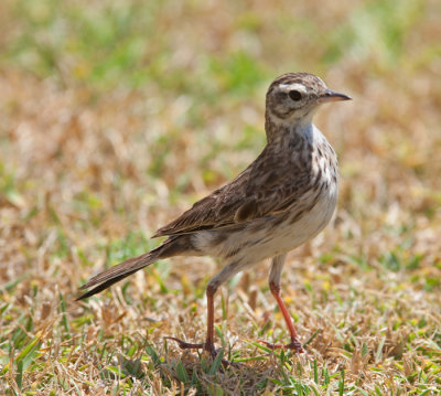 Australasian Pipit (Anthus novaeseelandiae)