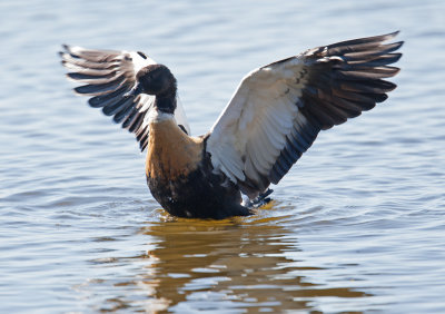 Australian Shelduck  (Tadorna tadornoides)