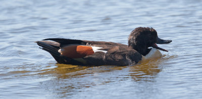 Australian Shelduck  (Tadorna tadornoides)