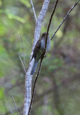 Fan-tailed Cuckoo  (Cacomantes flabelliformes)