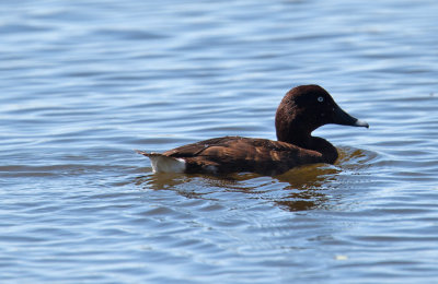 Hardhead  (Aythya australis)