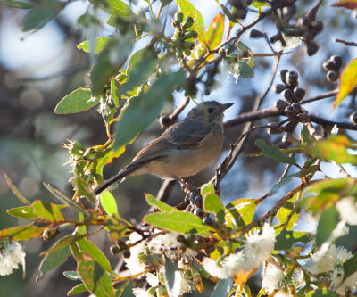 Inland Thornbill  (Acanthiza apicalis)