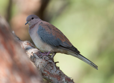 Laughing Dove  (Spilopelia senegalensis)