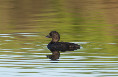 Musk Duck  (Biziura lobata)