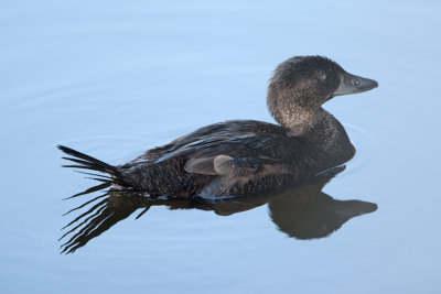 Musk Duck  (Biziura lobata)