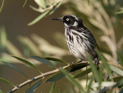 New Holland Honeyeater  (Phylidonyris novaehollandiae)