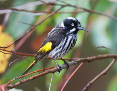 New Holland Honeyeater  (Phylidonyris novaehollandiae)