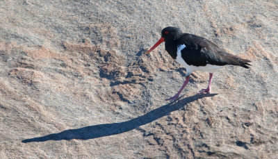 Australian Pied Oystercatcher  (Haematopus longirostris)