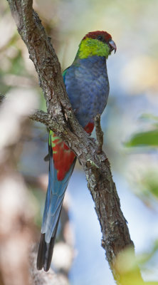 Red-capped Parrot  (Purpureicephalus spurius)