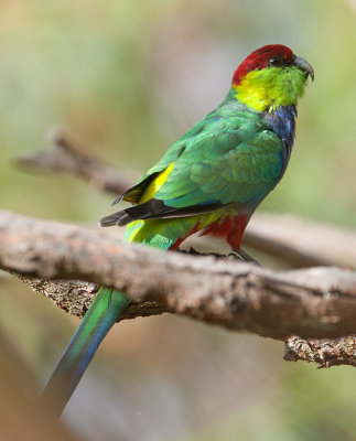 Red-capped Parrot  (Purpureicephalus spurius)