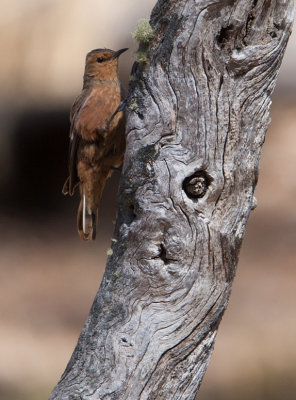 Rufous Treecreeper  (Climacteris rufus)