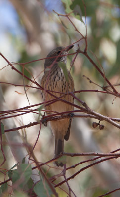 Rufous Whistler  (Pachycephala rufiventris)