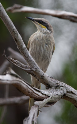 Singing Honeyeater  (Gavicalis virescens)