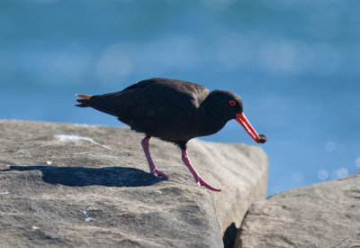 Sooty Oystercatcher  (Haematopus fuliginosus)