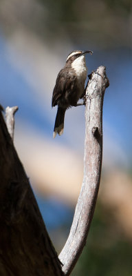 White-browed Babbler  (Pomatosomus superciliosus)