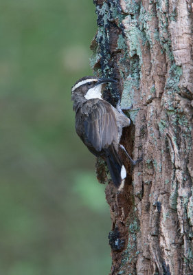 White-browed-Babbler-0300_0568.jpg