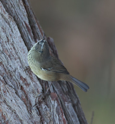 White-browed Scrubwren  (Sericornis frontalis)