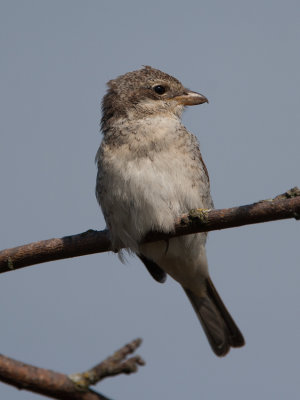 Red-Backed Shrike (Lanius collurio)
