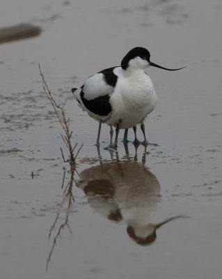 Pied Avocet (Recurvirostra avosetta)