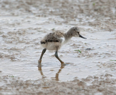 Pied Avocet (Recurvirostra avosetta)