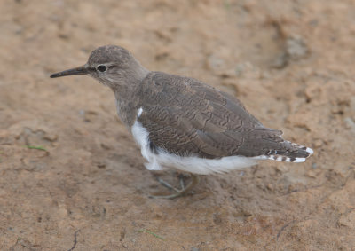 Common Sandpiper (Actitis hypoleucos)