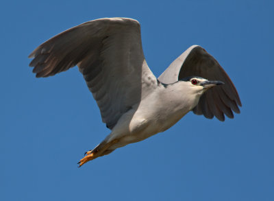 Black-crowned Night Heron  (Nycticorax nyctocorax)