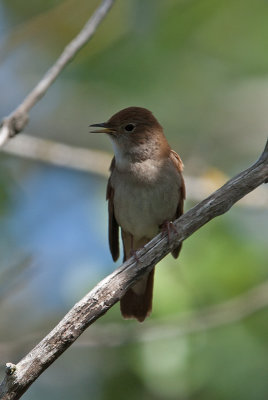 Common Nightingale  (Luscinia megarhynchos)