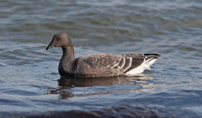 Brent Goose (Branta bernicla)