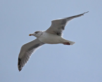Herring Gull  (Larus argentatus)