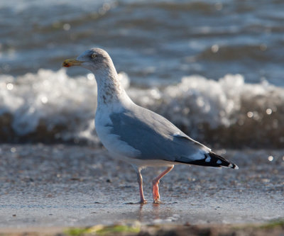 Herring Gull  (Larus argentatus)