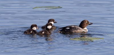 Common Goldeneye (Bucephala clangula)