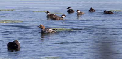 Common Goldeneye (Bucephala clangula)