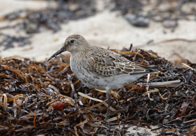 Dunlin (Calidris alpina)