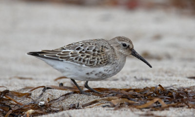 Dunlin (Calidris alpina)