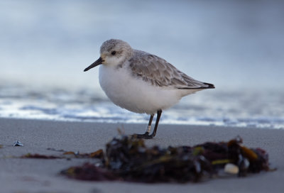 Sanderling (Calidris alba)