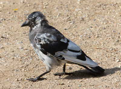 Jackdaw (Corvus monedula)