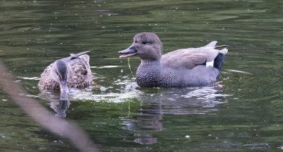 Gadwall (Anas strepera)