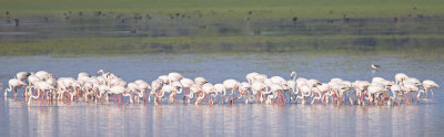 Greater Flamingo (Phoenicopterus ruber)