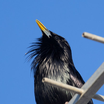 Spotless Starling (Sturnus unicolor)