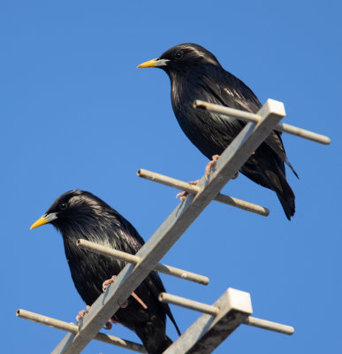 Spotless Starling (Sturnus unicolor)