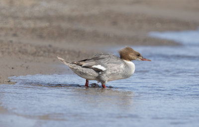 Goosander  (Mergus merganser)